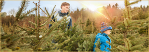 Christmas Trees Feature Image